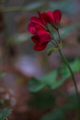 Closeup of red geranium flowers growing in the garden