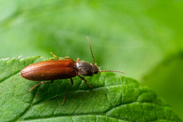 Closeup on a brown hairy clicking beetle, Athous haemorrhoidalis, sitting on a green leaf in the forrest