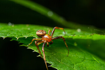 Xysticus spider is on a green leaf. Natural environment, sunny summer day