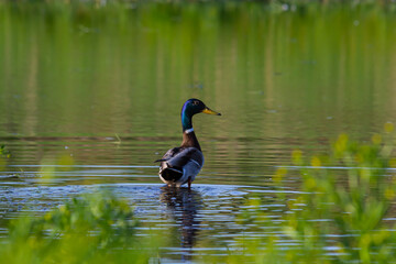 Mallard duck swimming on a pond picture with reflection in water. One mallard duck quacking on a...