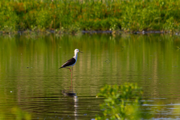 Cute Long legged bird. Colorful Nature background Black winged Stilt Himantopus himantopus