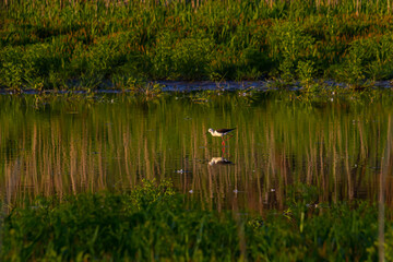 Obraz premium Cute Long legged bird. Colorful Nature background Black winged Stilt Himantopus himantopus