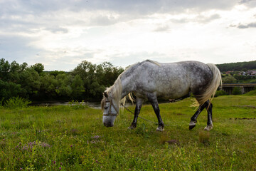 Naklejka na ściany i meble A beautiful white grey horse stays calm grazing on green grass field or pasture, its ears up and head down. Rural landscape background