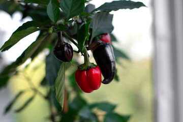 Sweet pepper growing in a pot on window sill of balcony. Harvest on window farm - 630391178