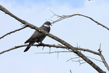 Wood pigeon on a tree branch