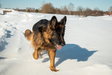 Portrait of my German shepherd