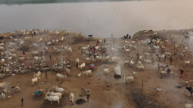 Aerial view of long horns cows in a Mundari camp Terekeka South Sudan