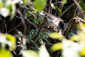 Young warbler hidden