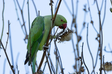 Black-necked parakeet on thistle