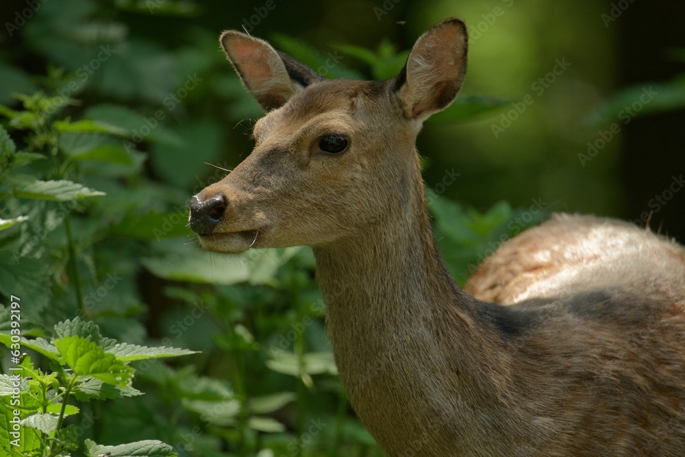 Sticker closeup of a deer in a green forest