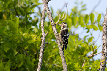 Young lesser spotted woodpecker