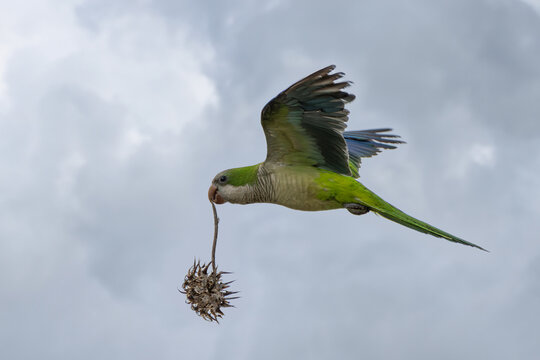 Monk parakeet flies in the sky