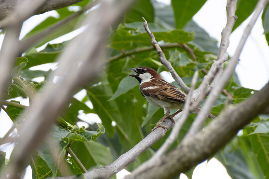 Sparrow sings perched