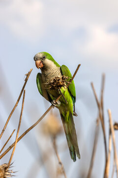 Monk parakeet on thistle
