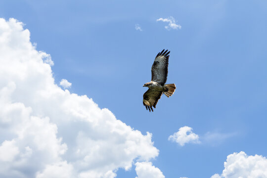 Buzzard flies high in the sky