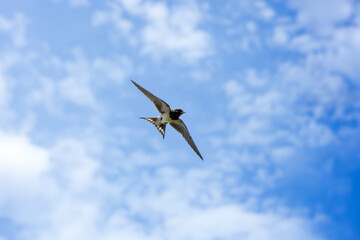 Swallow flies in the sky