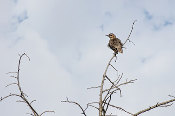 Young common starling rests