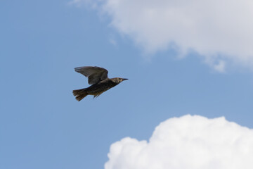 Young common starling flies in the sky