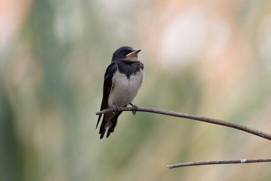 Swallow perched on a branch