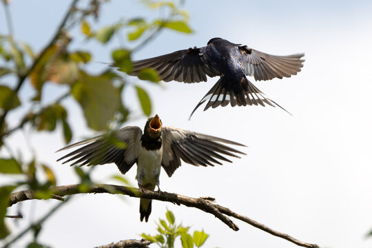 Sick swallow chick waiting for its mother