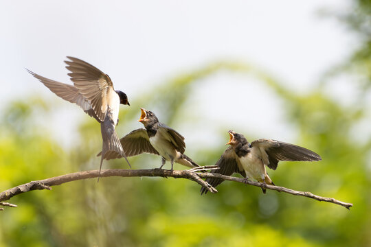 Sick swallow chicks wait for their mother