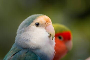 Two vibrant rosy-faced lovebirds (Agapornis roseicollis) against a green backdrop