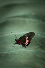 Black and red Scarlet Mormon butterfly perched on a leaf
