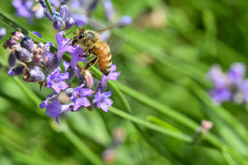 close-up of a bee on a lavender flower
