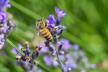 close-up of a bee on a lavender flower