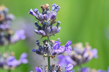 close-up of a lavender flower