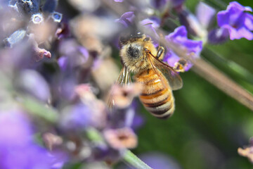 close-up of a bee on a lavender flower