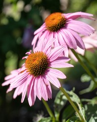 Closeup of purple coneflowers in a garden under the sunlight