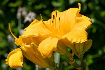Closeup of yellow daylilies growing in a garden with a blurry background