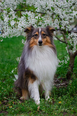Cute tricolor dog sheltie with heterochromia eyes with cherry flowers on the spring tree. Shetland sheepdog with white blossoms