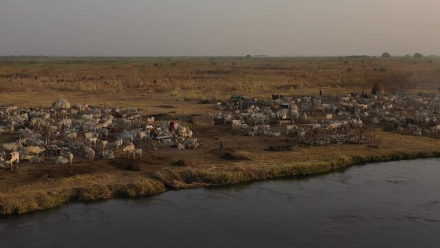Aerial view of long horns cows in a Mundari camp Terekeka South Sudan