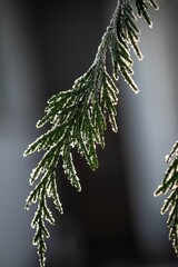 Closeup of a pine tree branch covered in freshly fallen snow, glistening in the winter sun