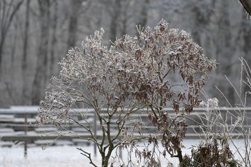 Majestic snow-covered tree standing tall in a wintery landscape blanketed in a fresh layer of snow