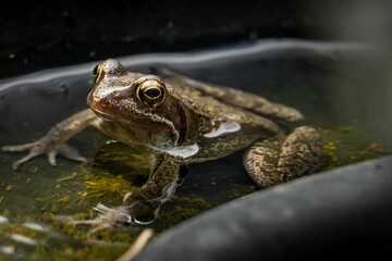 Green frog in a water tub reclining on a bed of soft moss, situated on the ground