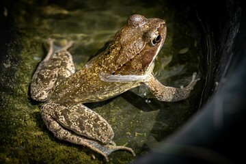 Green frog in a water tub reclining on a bed of soft moss, situated on the ground