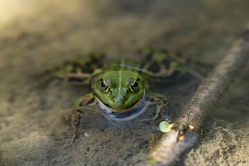 Green frog in a water tub reclining on a bed of soft moss, situated on the ground