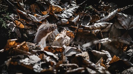 Least weasel on the ground surrounded by leaves