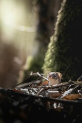 Least weasel on the ground surrounded by leaves