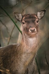 Portrait of a majestic deer in a forest environment