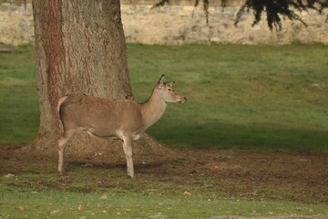 Young brown deer walking through a peaceful park