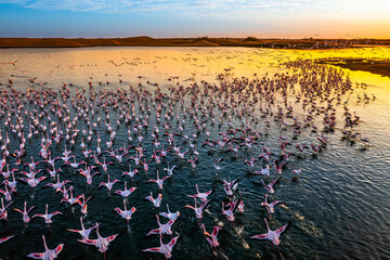 Naklejka premium Desert scenery with saltwater lagoons full of beautiful flamingos. Namib-Nukluft National Park - Walvish Bay, Namibia