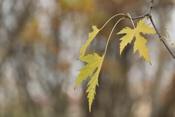 Selective focus shot of a thin branch with autumn leaves