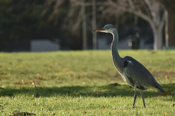 Selective focus shot of a gray heron bird perched on a green field