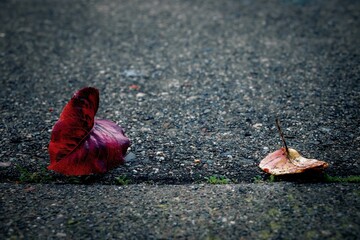 two fall leaves lie on a curb with the ground nearby