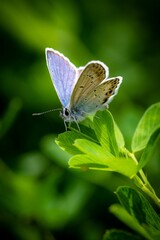 Blue butterfly perching on plant