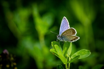 Blue butterfly perching on plant